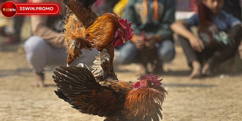 Đá Gà Cựa Dao Thái Lan 33WIN Hội Tụ Trận Chiến Đỉnh Cao 3 Điểm đến lý tưởng khi tham gia cá cược tại 33WIN