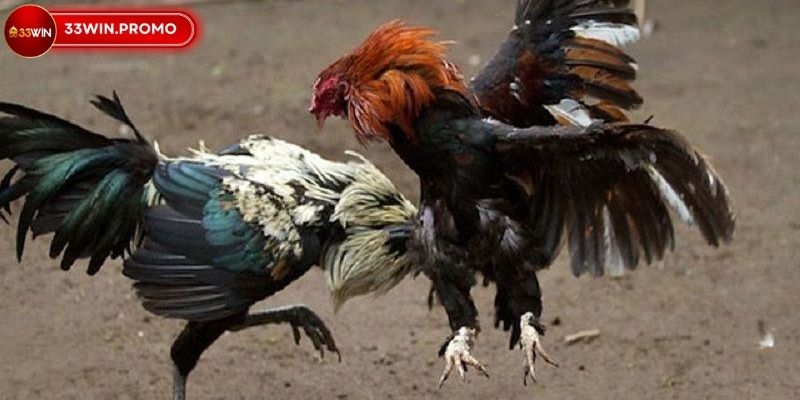Đá Gà Trực Tiếp Thomo 33WIN Bí Mật Cá Cược Thành Công 2 Khám phá sức hấp dẫn của đá gà trực tiếp thomo